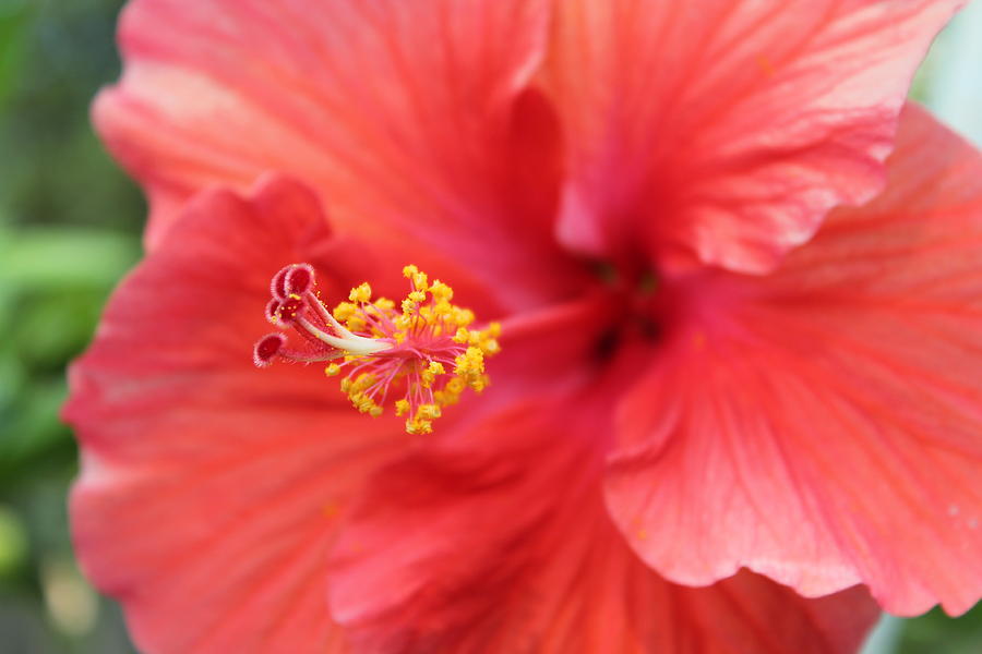 Flower Photograph by Graciela Acosta - Fine Art America