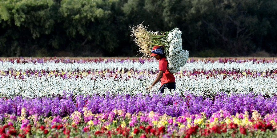 Flower Harvest Photograph By Bill Morson