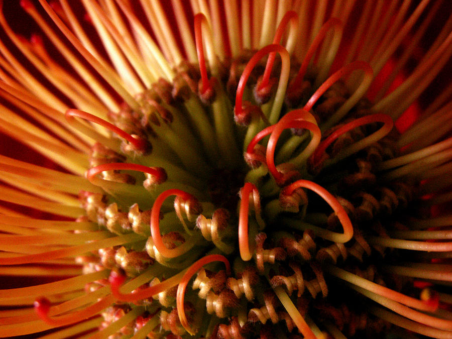 Flower Hawaiian Protea Photograph by Nancy Griswold