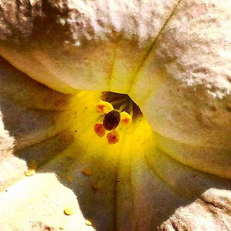 Flower Photograph - Closeup by Flavien Gillet