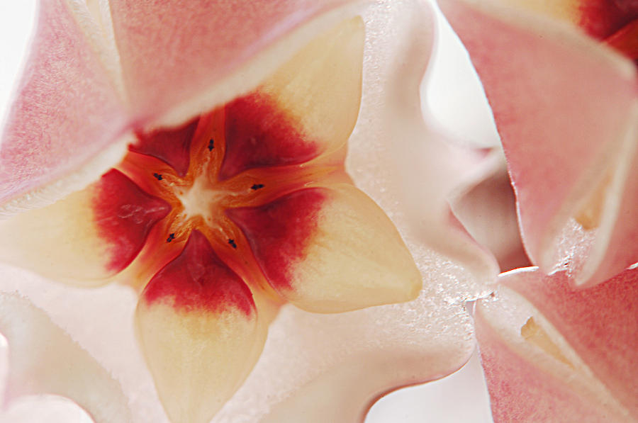 Flower Hoya 3 Photograph by Jill Reger