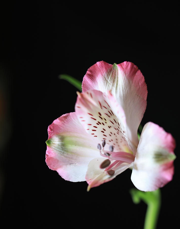 Flower III Photograph by Hyuntae Kim