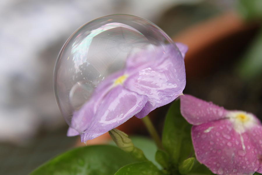 Nature Photograph - Flower in a Bubble by Lauri Novak