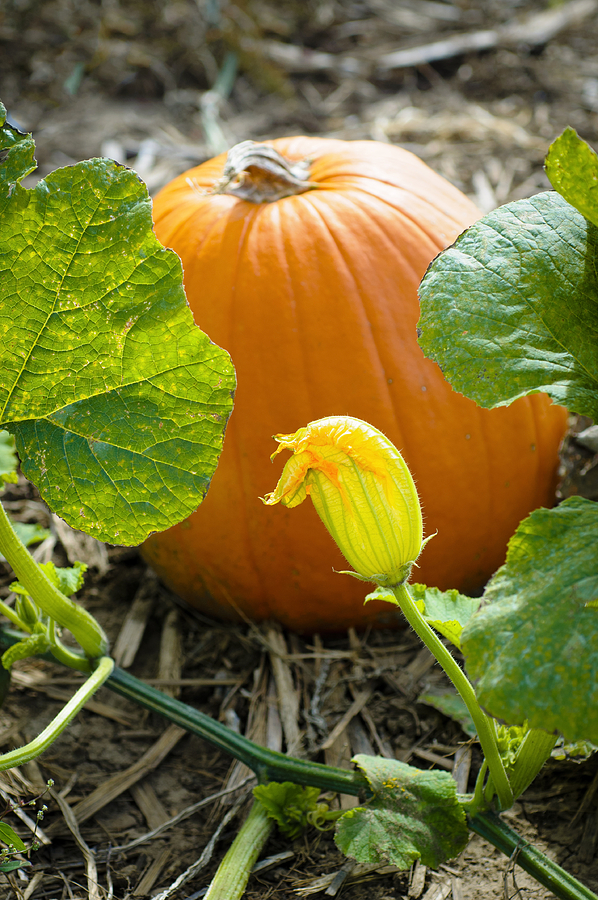 Flower in a Pumpkin Patch Photograph by Christi Kraft