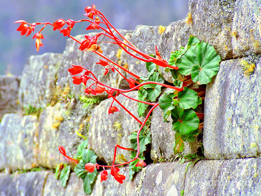 Flower in an Inca Wall Photograph by Nigel Fletcher-Jones