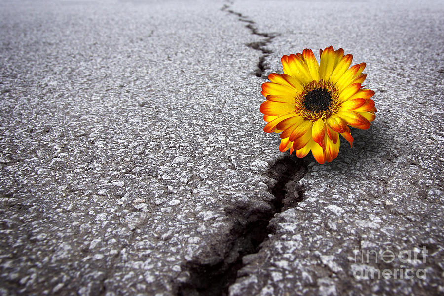 Flower in asphalt Photograph by Carlos Caetano