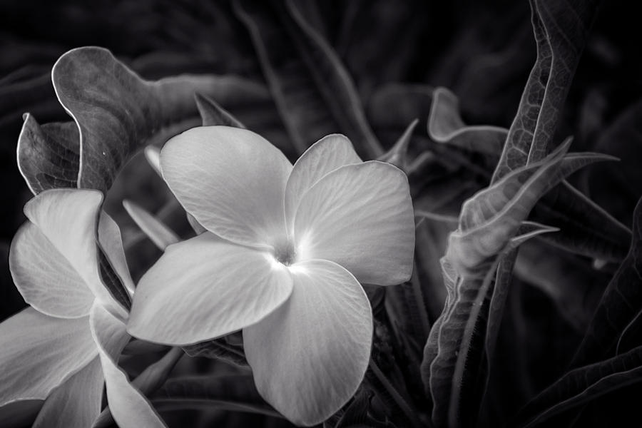 Flower In Black and White Photograph by Greg and Chrystal Mimbs