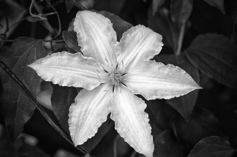 Flower In Black and White Photograph by Dick Pratt
