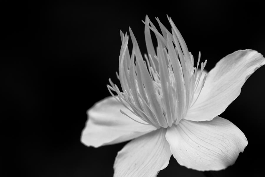Flower in Black and White Photograph by Edward Myers