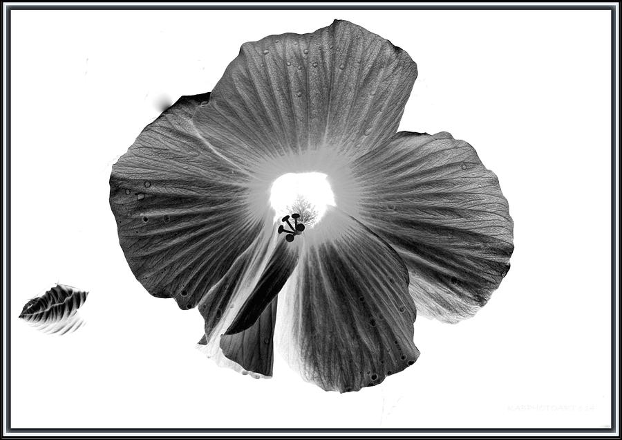 Hibiscus in Black and White Photograph by Kathy Barney