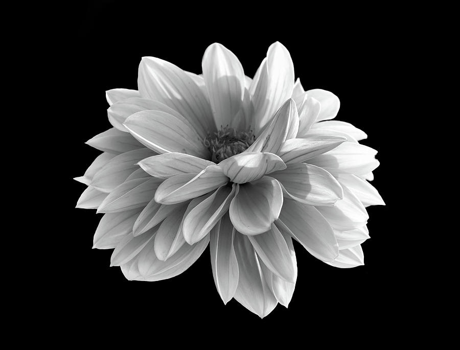 Flower in black and white Photograph by Lilia S