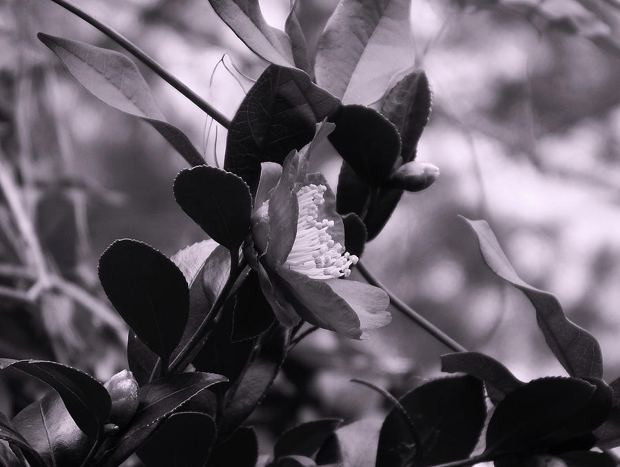 Flower In Cyan Photograph