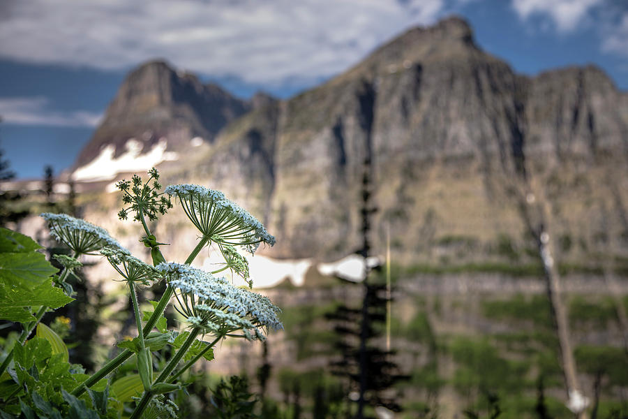 Flower in Glacier National Park  Photograph by John McGraw