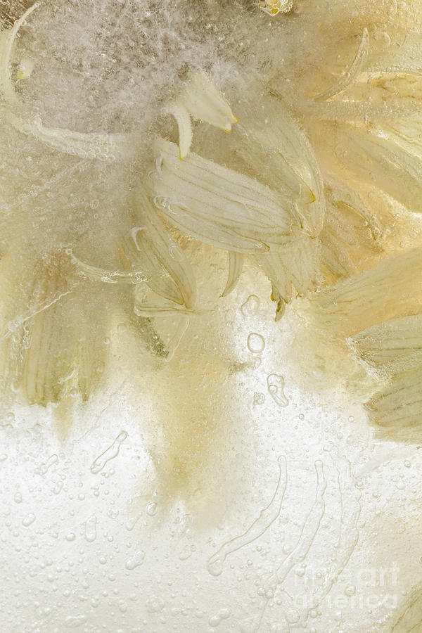 Daisy Photograph - Flower in Ice 3 - mirrored by Ann Garrett