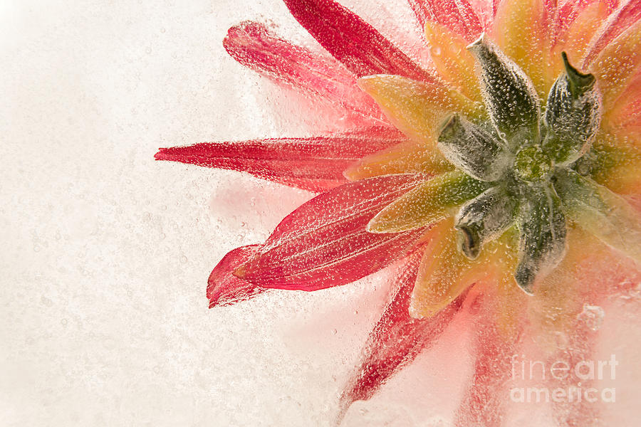 Flower in Ice Photograph by Ann Garrett