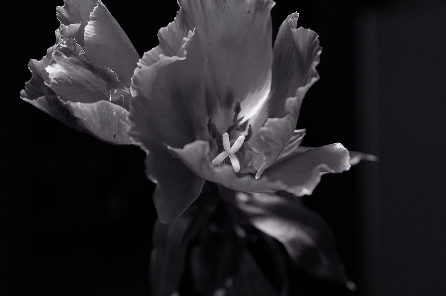 Flower in Monotone Photograph by Sheryl Thomas - Fine Art America