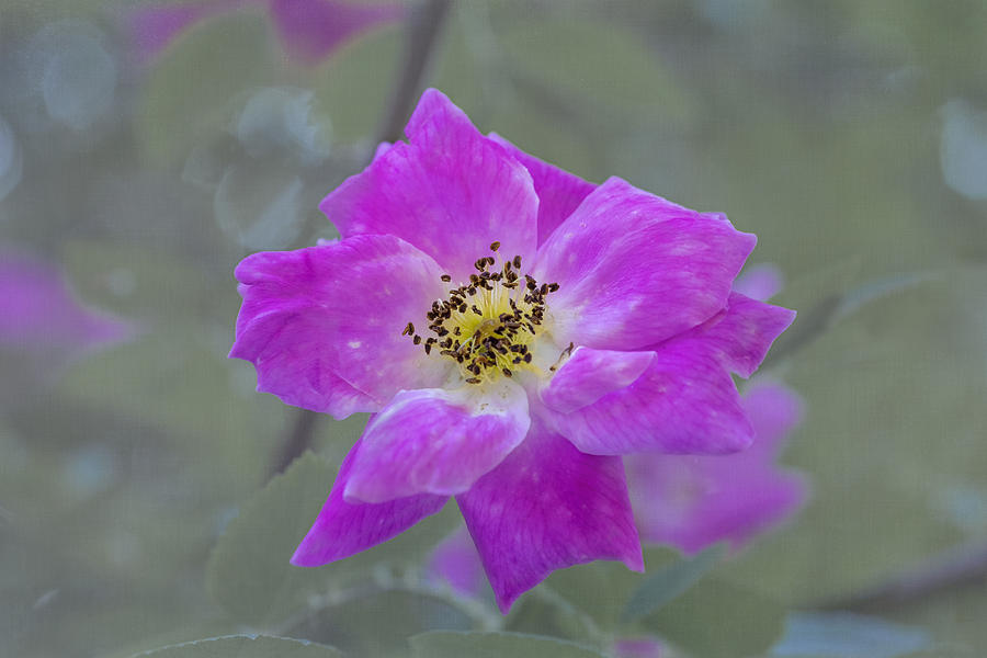 Flower In Pink Photograph by Tom Singleton