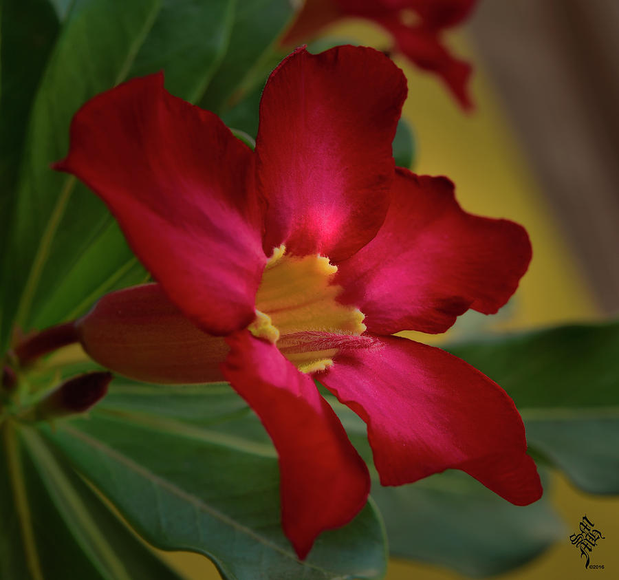Flower in Red Photograph by Syed Muhammad Munir ul Haq