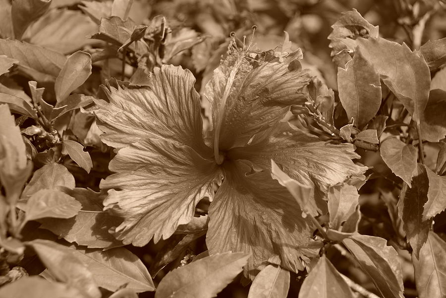 Flower In Sepia Photograph by Rob Hans