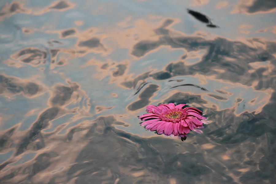 Flower in the Ganga, Rishikesh Photograph by Jennifer Mazzucco