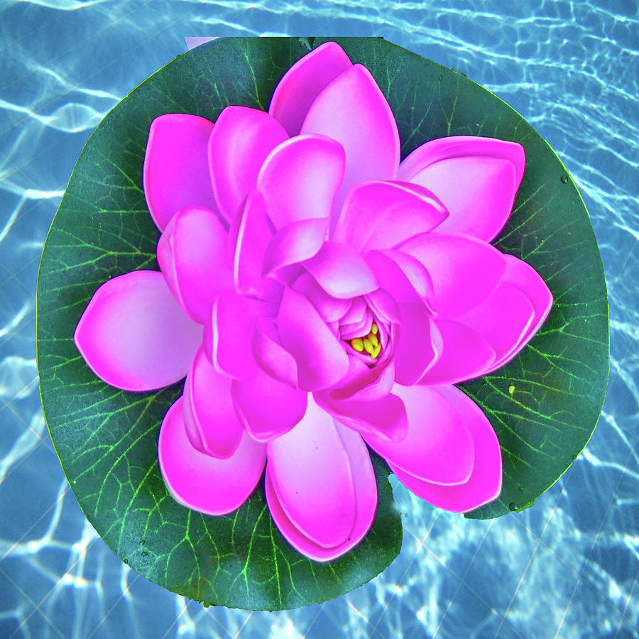 Flower in the Pool Photograph by Dennis Dugan