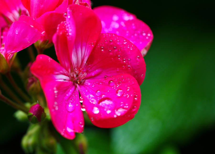 Flower in the rain Photograph by Edward Myers