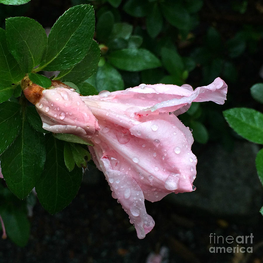 Flower in the Rain - Flower Photography Photograph by Miriam Danar