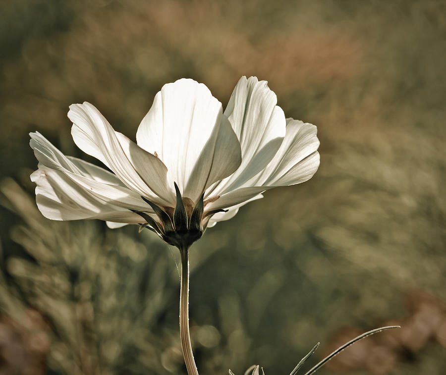 Summer Photograph - Flower in the Sun by Maggie Terlecki