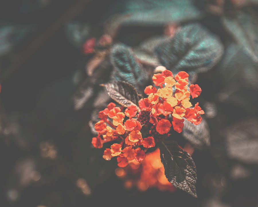 Flower In Vintage Look Photograph by Hyuntae Kim