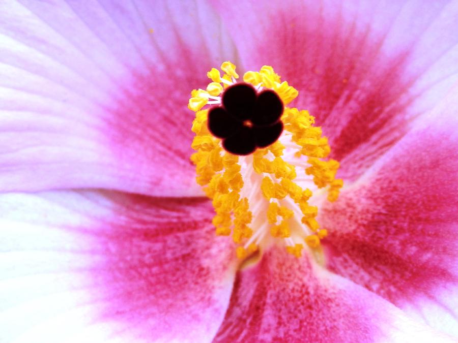 Flower Inside a Hibicus Photograph by Belinda Lee