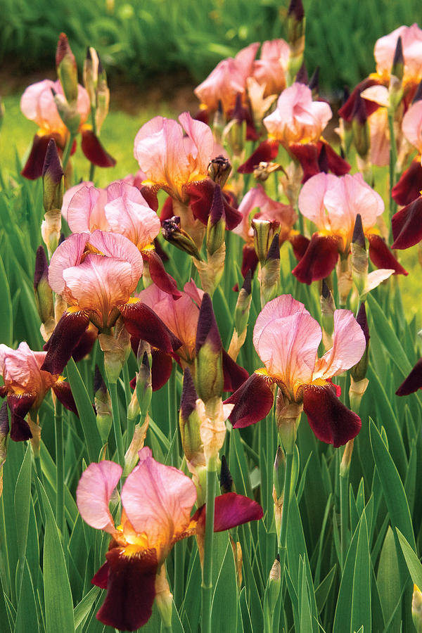 Flower - Iris - GY Morrison Photograph by Mike Savad Flower - Iris - GY Morrison Photograph by Mike Savad