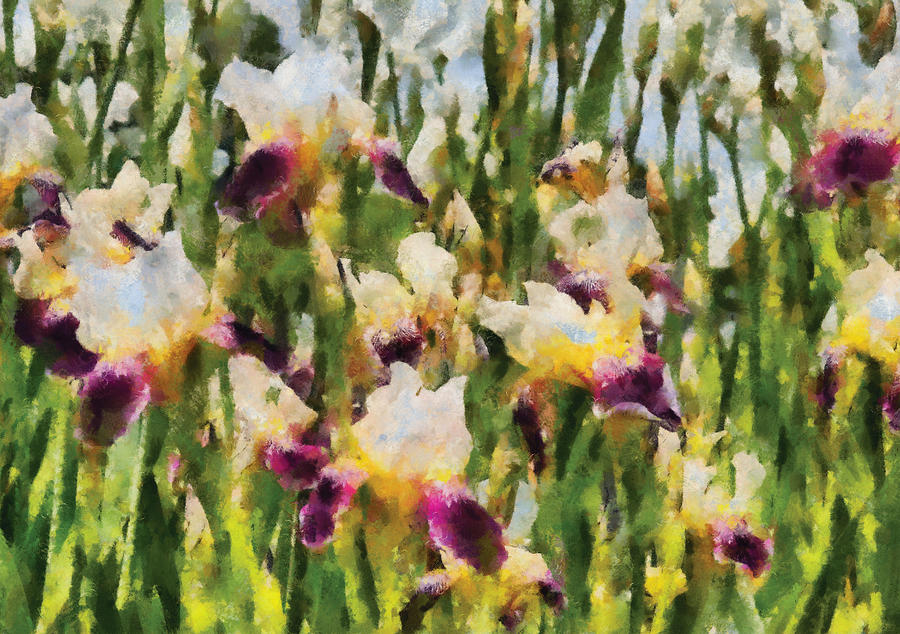 Iris Photograph - Flower - Iris - Melodie diris by Mike Savad