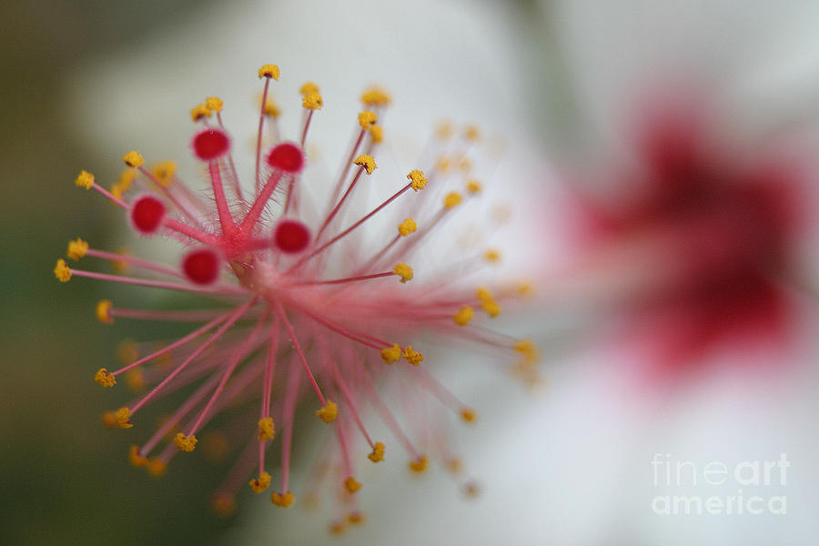 Flower IV Photograph by Chuck Kuhn