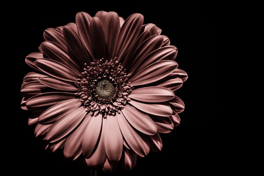 Gerbera Photograph by Karl Anderson