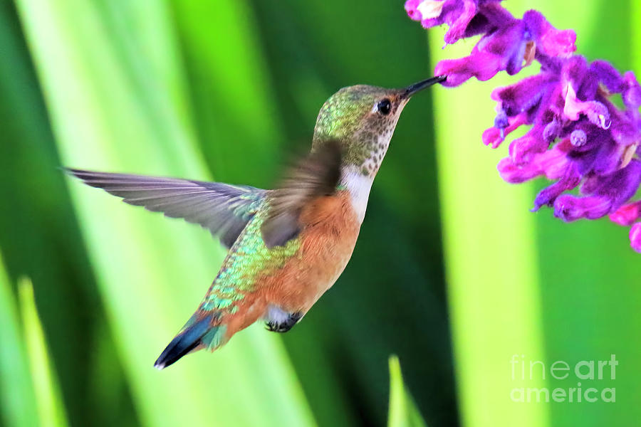 Hummingbird Photograph - Flower Kisser by Edita De Lima