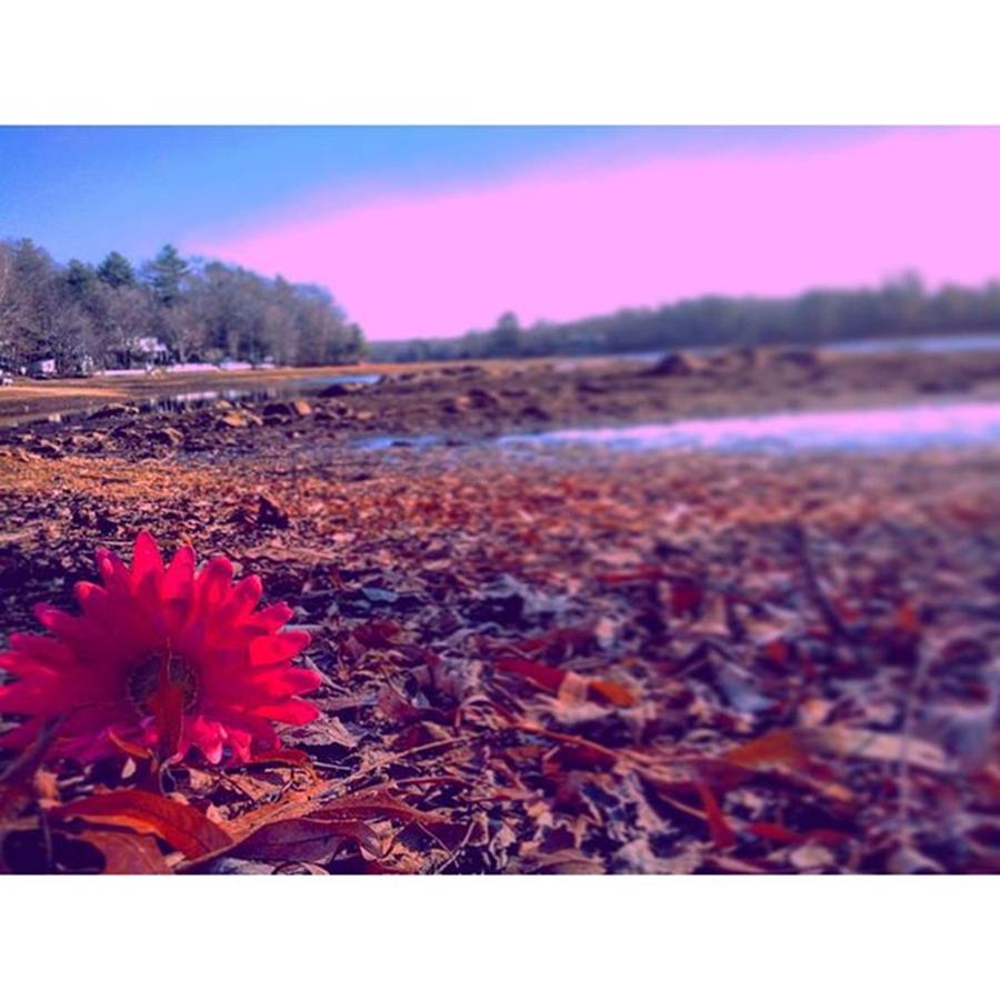 Fall Photograph - #flower #lake #lakebed #nature #outside by Bill Lavery