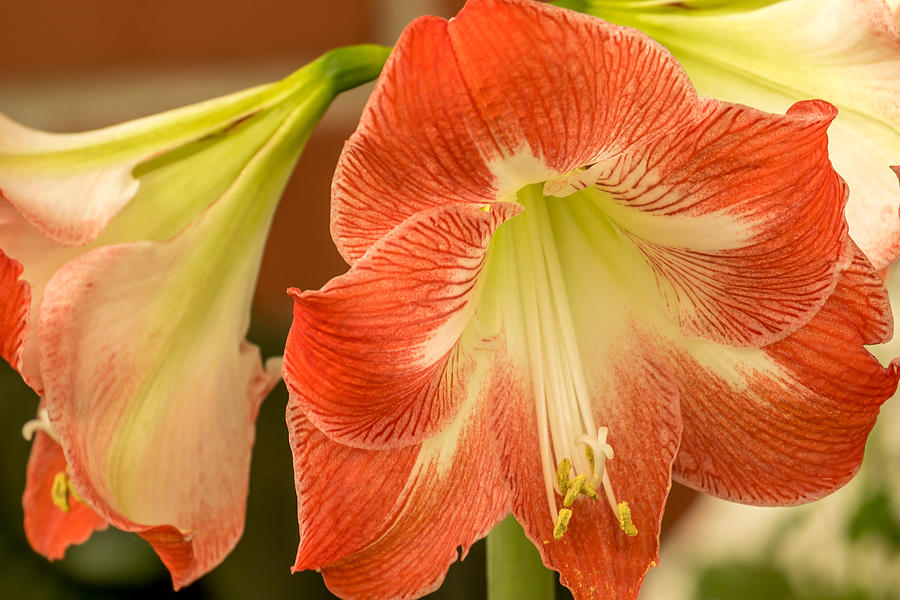 Flower Photograph by Larry Palmer - Fine Art America