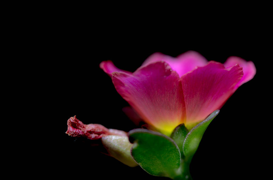 Flower Light Photograph by Bruce Pritchett