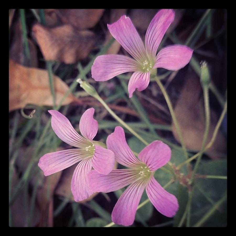 Nature Photograph - #flower #like #love #follow #followme by Shyann Lyssyj 