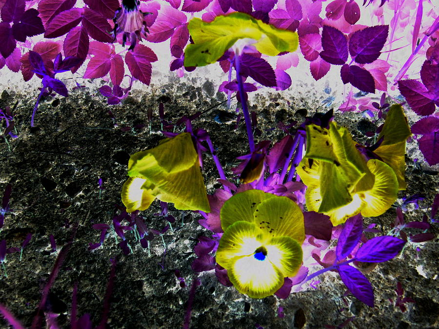 Wild Flowers Photograph - Flower like Purple and Yellow by Petra Olsakova