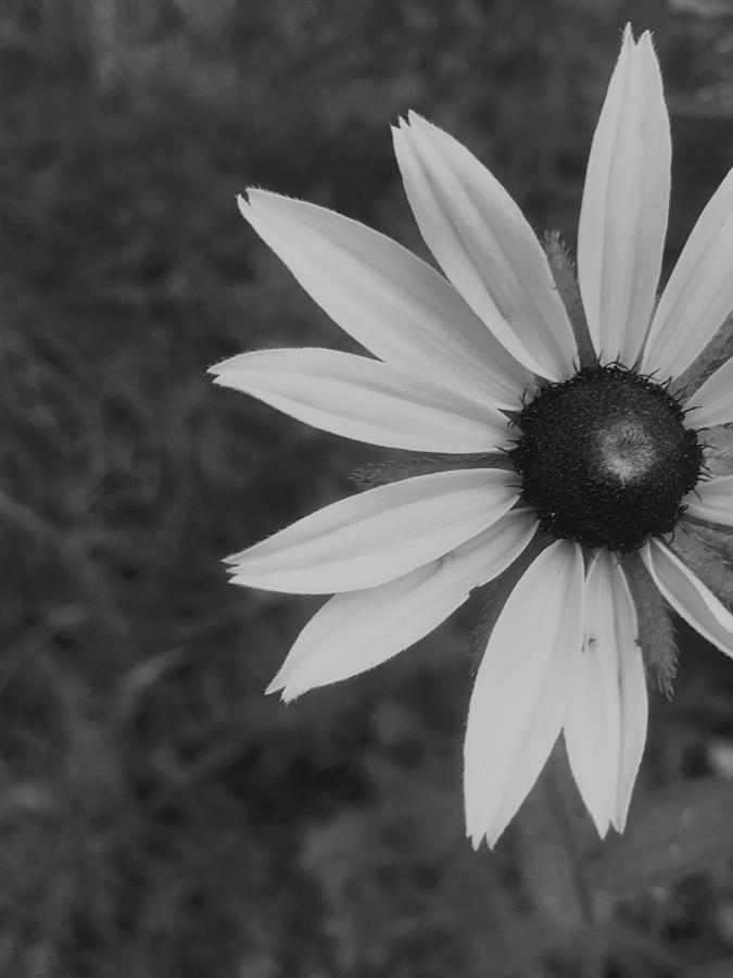 Black And White Photograph - Flower by Lisa Anne Warren