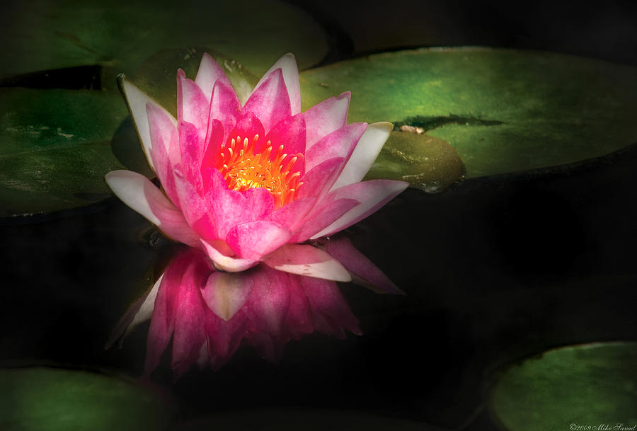 Flower - Lotus - Nymphaea Gloriosa - Intensity Photograph by Mike Savad