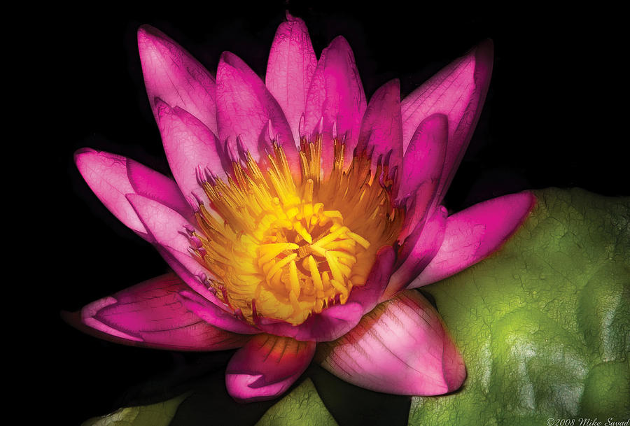Lily Photograph - Flower - Lotus - Nymphaea  Ruby - Passion by Mike Savad
