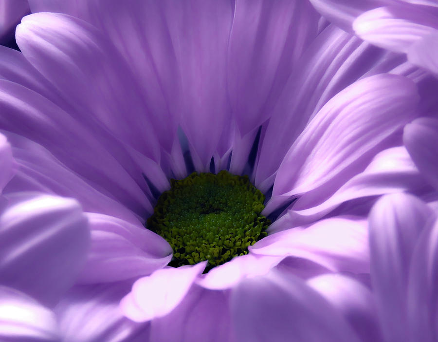 Flower Photograph - Flower Macro Beauty 4 by Johanna Hurmerinta
