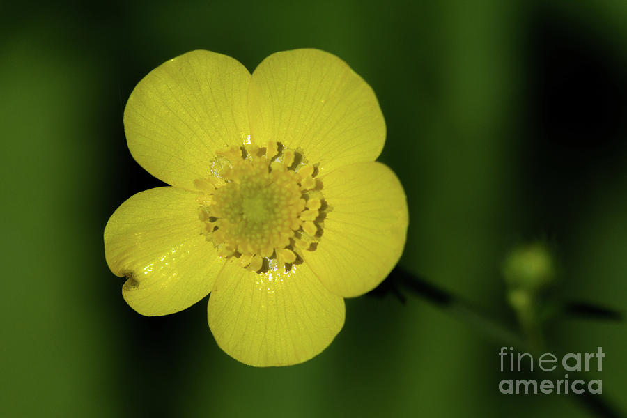 Flower Macro - Buttercup Photograph by Craig Shaknis