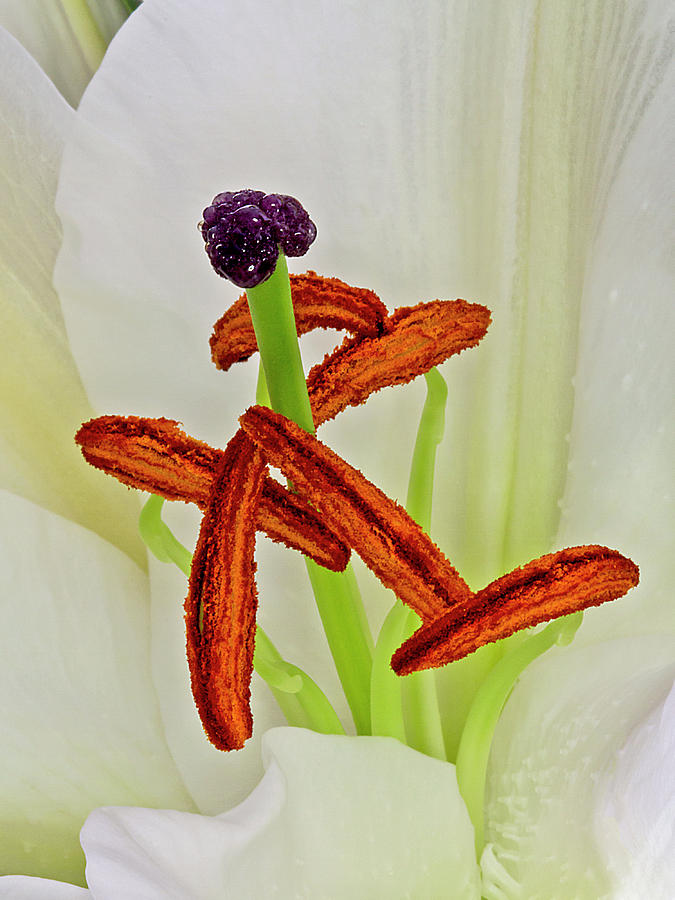 Flower Macro - Lily 2 Photograph by Bob Slitzan