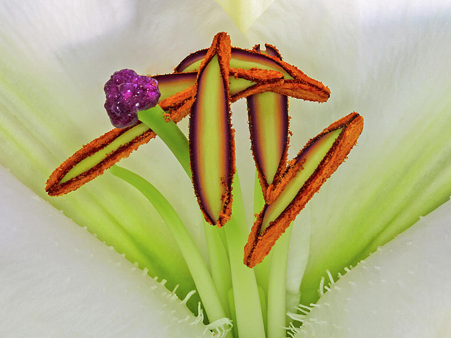 Flower Macro - Lily Photograph by Bob Slitzan