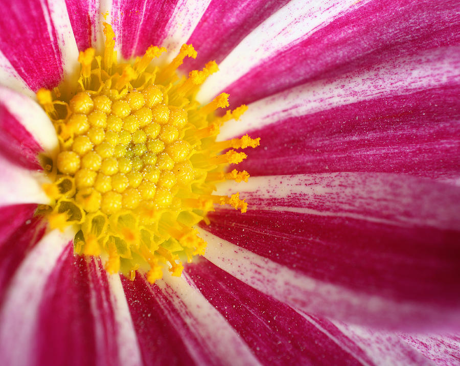 Flower macro Photograph by Paul Cowan