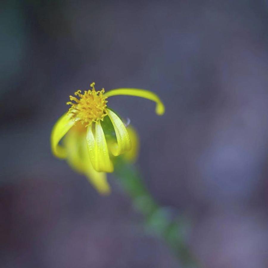 Flowers Still Life Photograph - #flower #macro #yellow #hike #hiking by Melissa Helmbrecht