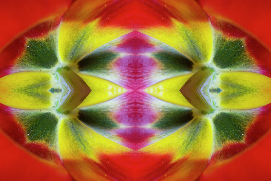 Flower Mandala - 0247e Photograph by Paul W Faust - Impressions of Light